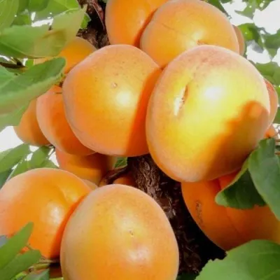 Абрикос ДЕСЕРТНЫЙ — описание сорта Абрикос ДЕСЕРТНЫЙ в Мичуринске