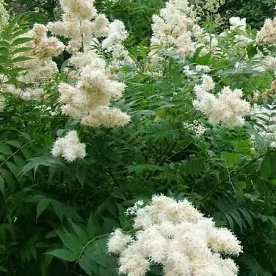 Рябинник рябинолистный в Мичуринске