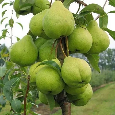 Груша ДЕКОР колонновидная в Мичуринске