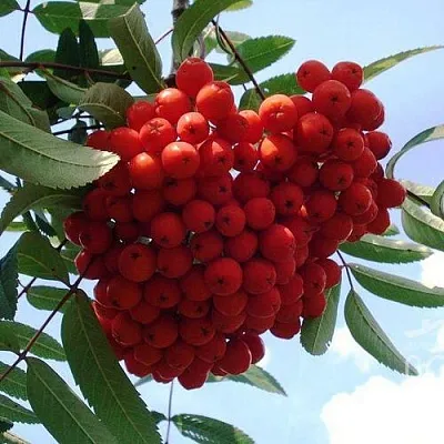 Рябина САХАРНАЯ ПЕТРОВА сладкоплодная  Рябина САХАРНАЯ ПЕТРОВА сладкоплодная в Мичуринске