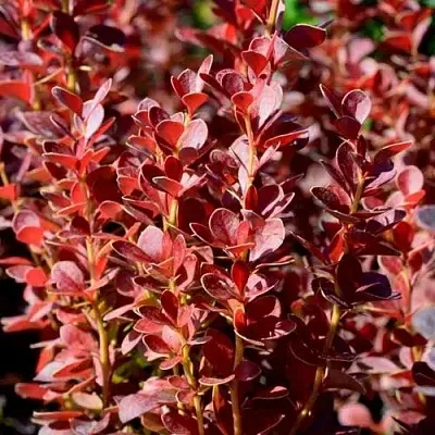 Барбарис ВУЛКАНО тунберга  Барбарис ВУЛКАНО тунберга в Мичуринске