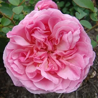 Саженцы роз ХАЙДИ ХОЛЛ английская  Саженцы роз ХАЙДИ ХОЛЛ английская в Мичуринске