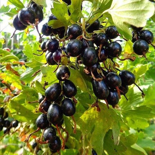 Смородина золотистая ОВАЛЬНАЯ в Мичуринске