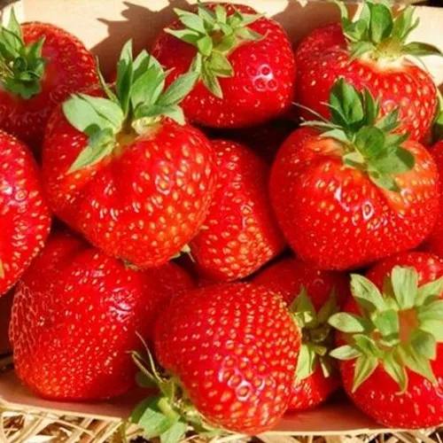 Клубника ЭЛЬСАНТА в Мичуринске
