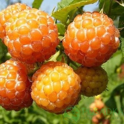 Малина КУМБЕРЛЕНД желтая в Мичуринске