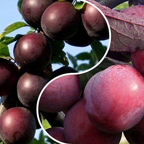 Комплект ИЗЮМИНКА САДА в Мичуринске