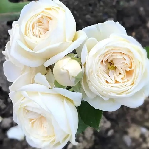 Роза АРТЕМИС шраб в Мичуринске