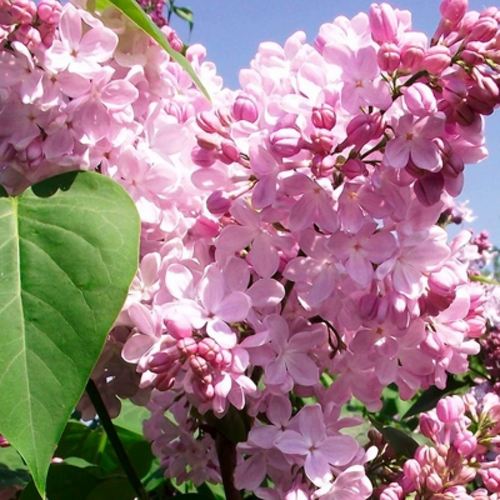 Сирень АДЕЛИНА в Мичуринске
