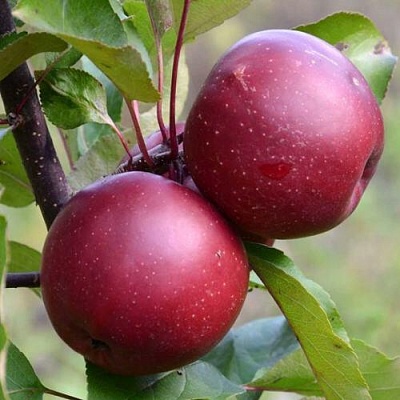 Яблоня красномясая в Мичуринске