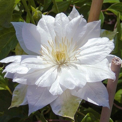 Клематис ДАЧЕСС ОФ ЭДИНБУРГ в Мичуринске