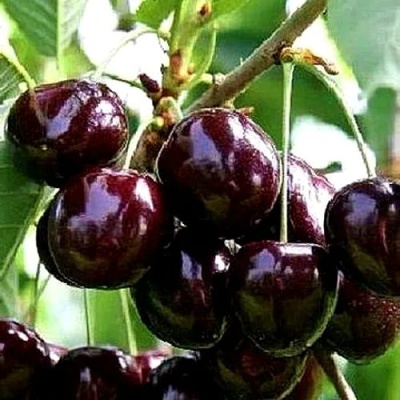 Черешня ДОНЕЦКИЙ УГОЛЁК в Мичуринске