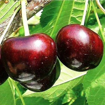 Черешня САММИТ в Мичуринске