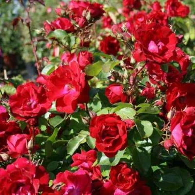 Роза ЧАМПЛЕЙН флорибунда в Мичуринске
