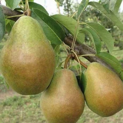 Груша СТАРИЙСКАЯ в Мичуринске