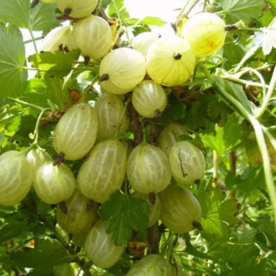 Крыжовник ИНВИКТА в Мичуринске