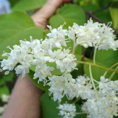 Сирень АМУРСКАЯ в Мичуринске