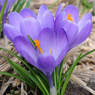 Крокус АКВА крупноцветковый в Мичуринске
