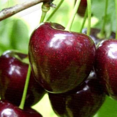 Черешня РОССОШАНСКАЯ КРУПНАЯ в Мичуринске
