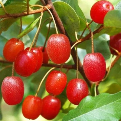ГУМИ (ЛОХ МНОГОЦВЕТКОВЫЙ) в Мичуринске
