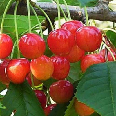 Черешня ДОНЧАНКА в Мичуринске
