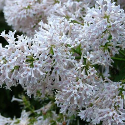 Сирень АГНЕС СМИТ в Мичуринске
