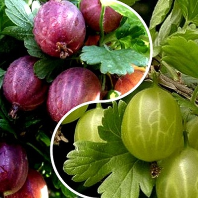 Комплект РЕДКИЙ СЧАСТЛИВЧИК в Мичуринске