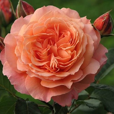 Роза шраб в Мичуринске
