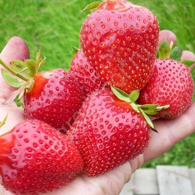 Клубника ЭЛИАНЕ в Мичуринске