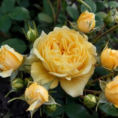 Роза флорибунда в Мичуринске