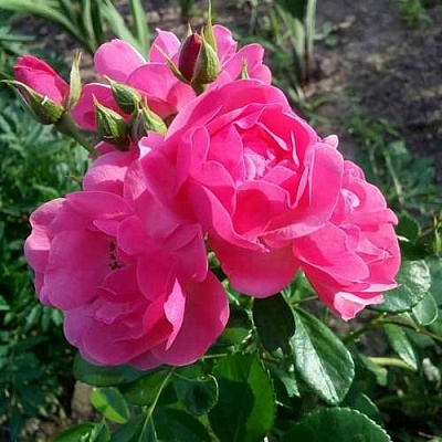 Роза АНГЕЛА флорибунда в Мичуринске