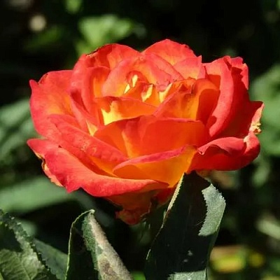 Роза ЛИНА чайно-гибридная  в Мичуринске
