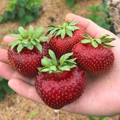 Клубника МАЛЬВИНА в Мичуринске