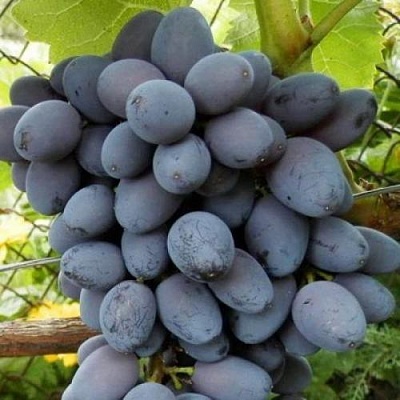 Черный виноград в Мичуринске