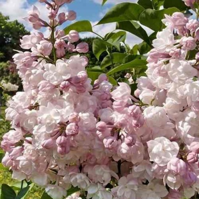 Сирень КРАСАВИЦА МОСКВЫ в Мичуринске