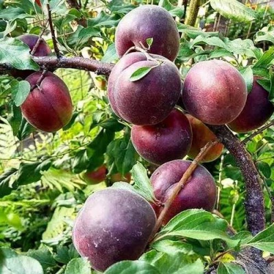 Абрикос ЧЕРНЫЙ БАРХАТ в Мичуринске