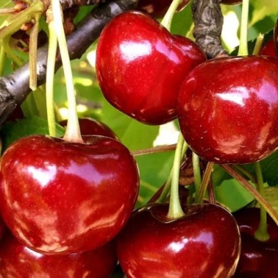 Черешня МИНЧАНКА в Мичуринске
