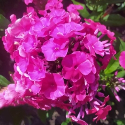 Флокс БАМБИНИ ДИЗАЙР метельчатый в Мичуринске