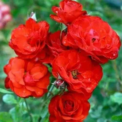 Роза ФАЙЕР КИНГ спрей  в Мичуринске