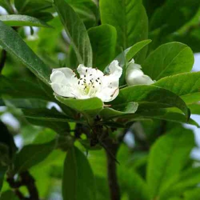 МУШМУЛА  в Мичуринске