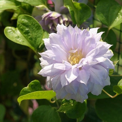 Клематис БЕЛЬ ОФ ВОРКИНГ в Мичуринске