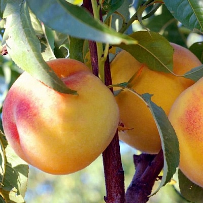 Колонновидные персики в Мичуринске