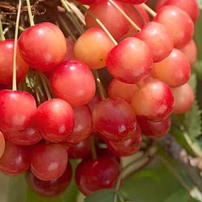 Черешня ЮЛИЯ в Мичуринске