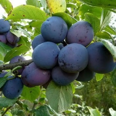 Слива КРОМАНЬ в Мичуринске