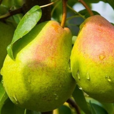 Груша ФЛЕЙТА в Мичуринске