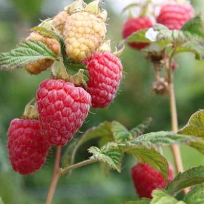 Малина МОЛЛИНГ ДЖУНО в Мичуринске