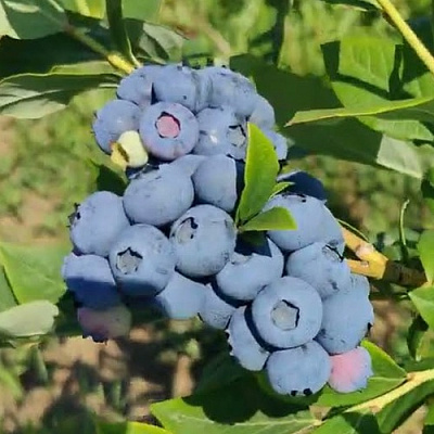 Голубика МЕГАС БЛЮ в Мичуринске