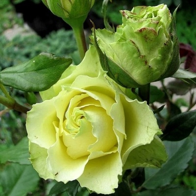 Роза ЛИМБО (ДОЛЛАР) чайно-гибридная  в Мичуринске