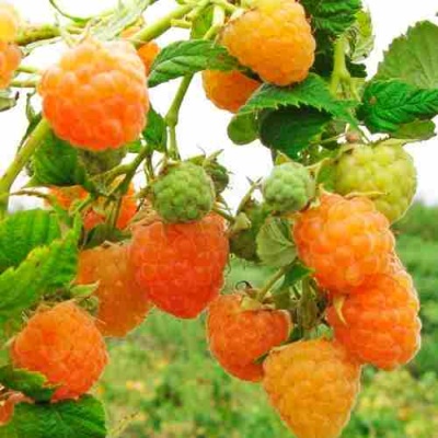 Малина ЗОЛОТЫЕ КУПОЛА в Мичуринске