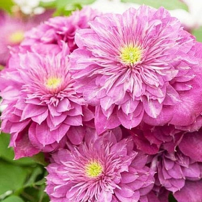 Клематис КАЙЗЕР в Мичуринске