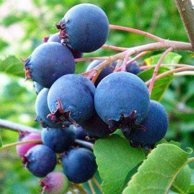 Ирга ПЕМБИНА в Мичуринске